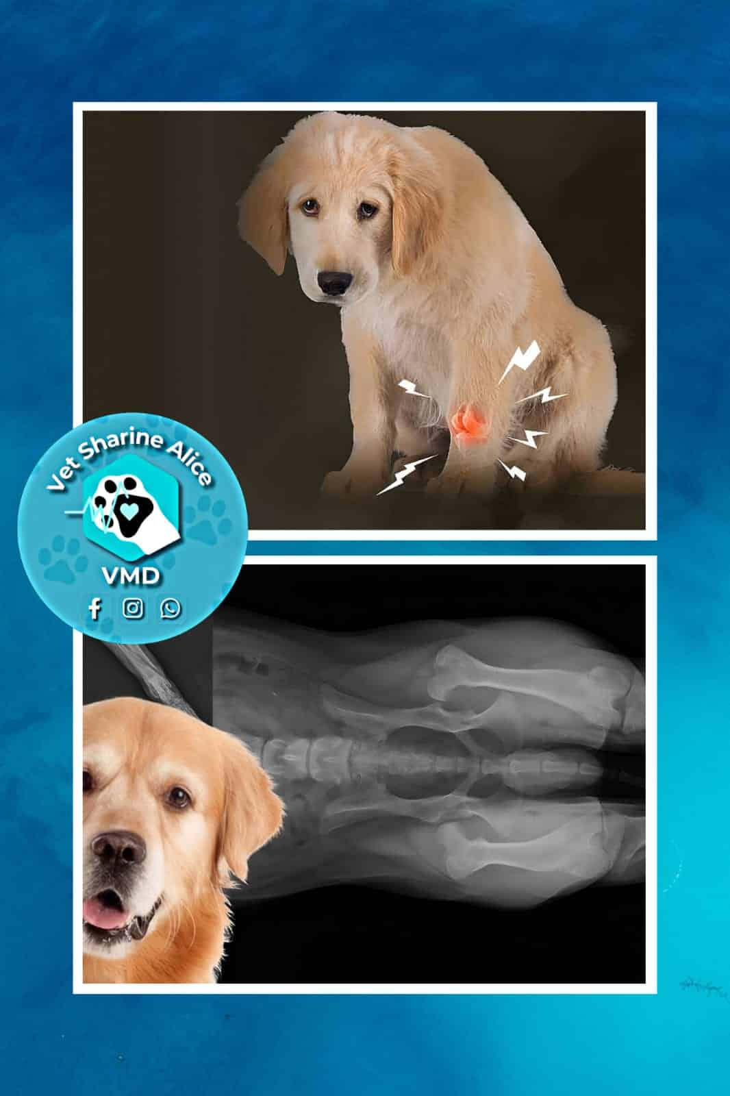 1Dog