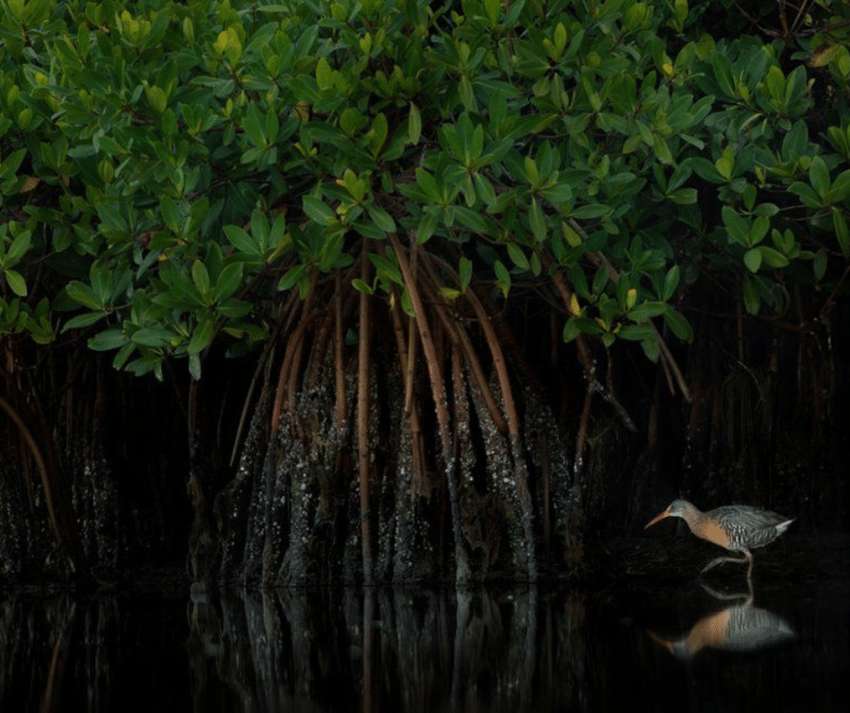 Under the moon, Puntarenas’ mangroves glow with mystery — red eyes, old legends, and nature’s quiet magic await.
