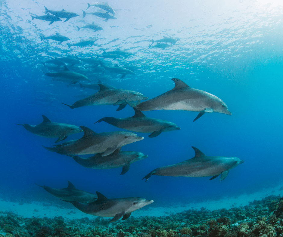 Golfo Dulce, a rare tropical fjord, comes alive in September with playful dolphins leaping close to shoreโnatureโs best show.