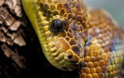 Tree Boas