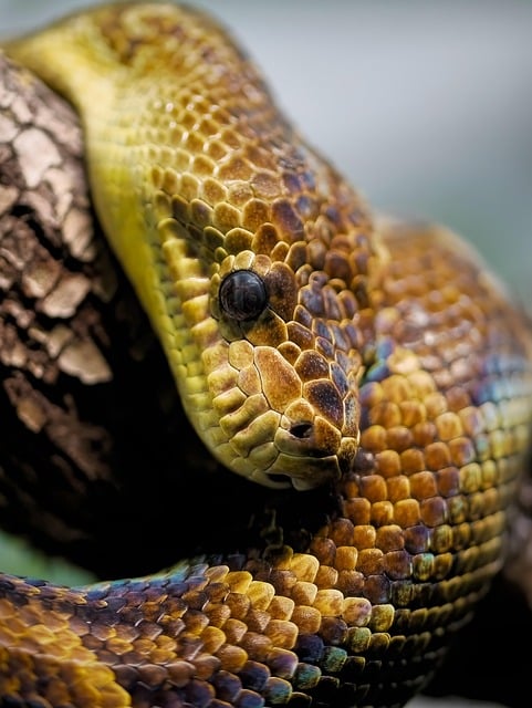 snake-7871877_640
