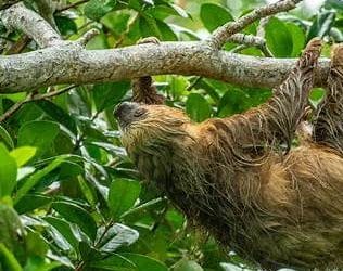 Costa Rica’s Sloths: The Sweetest Slowpokes in the Canopy