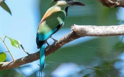 The Motmots of Costa Rica: Pendulum-Tailed Jewels Hiding in Plain Sight