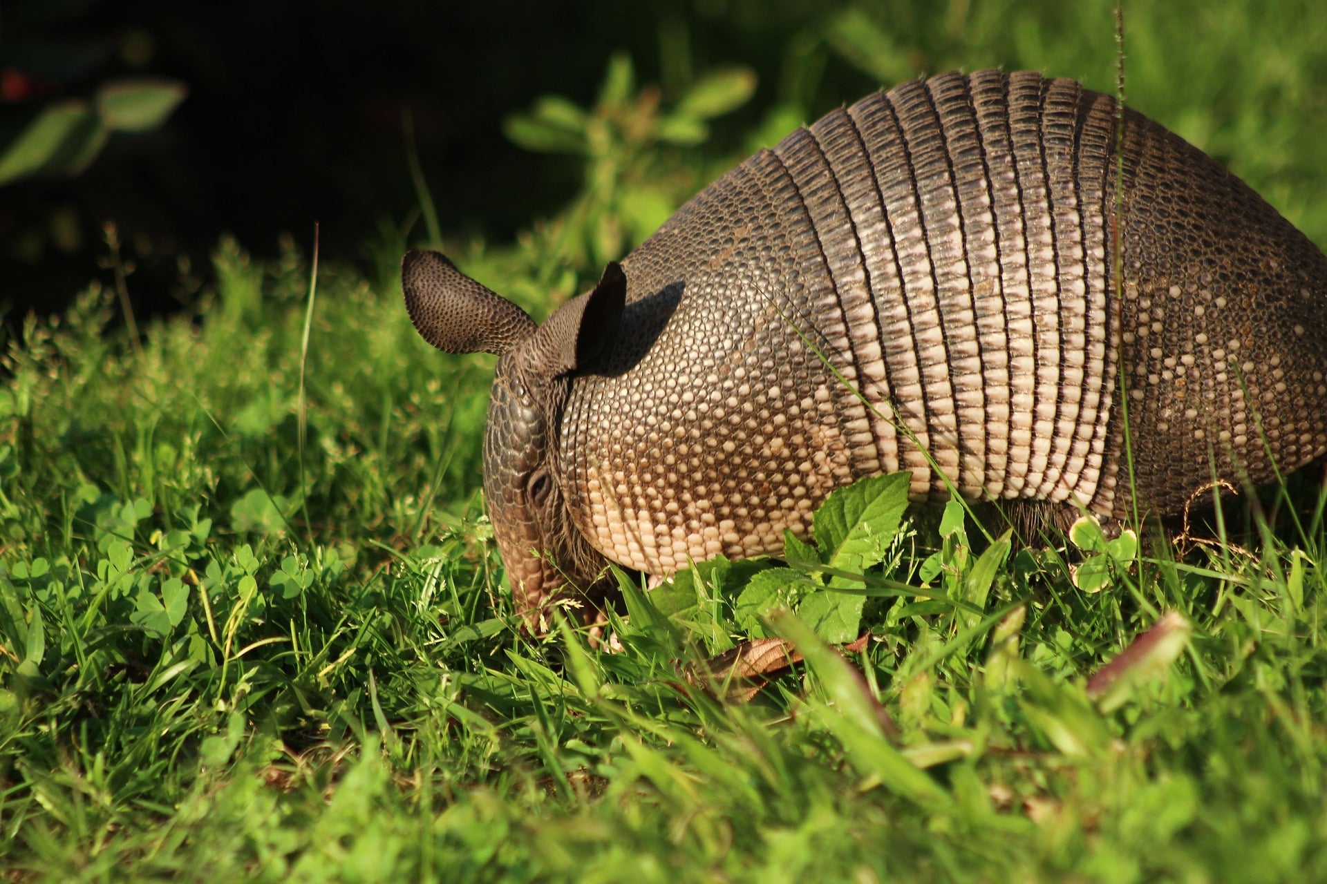 scpotter1948-armadillo-7051614_1920