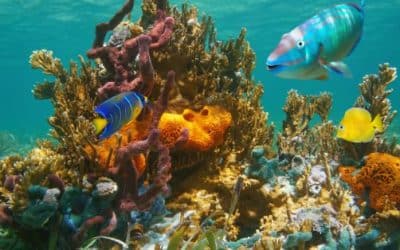 The Unique Sealife of Costa Rica’s Shores, Estuaries and Mangroves