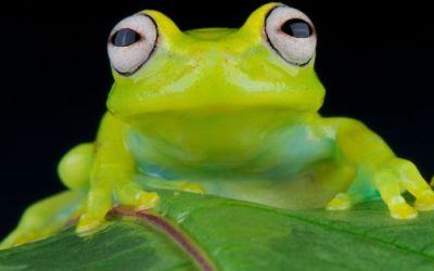Native Wildlife Found Only in Costa Rica